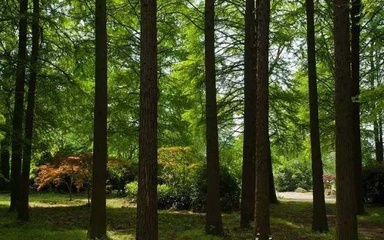 如何控制景觀設計中的植物成本